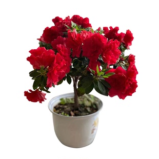 进口四季杜鹃花盆栽康乃馨云隙阳光纺绸小苗耐寒耐热好养开花植物