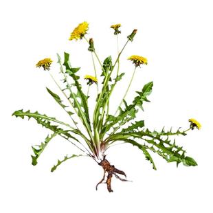 野生蒲公英种子食用泡水婆婆丁根茶荠菜马齿苋阳台盆栽野菜种籽孑