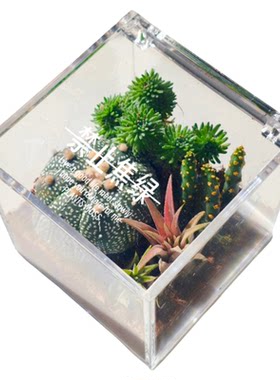 苔藓微景观生态瓶仙人掌创意植物