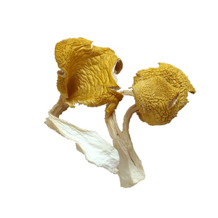 云珍新鲜鸡油菌 精选鸡油黄新鲜菌菇云南山珍1000g黄丝菌顺丰包邮