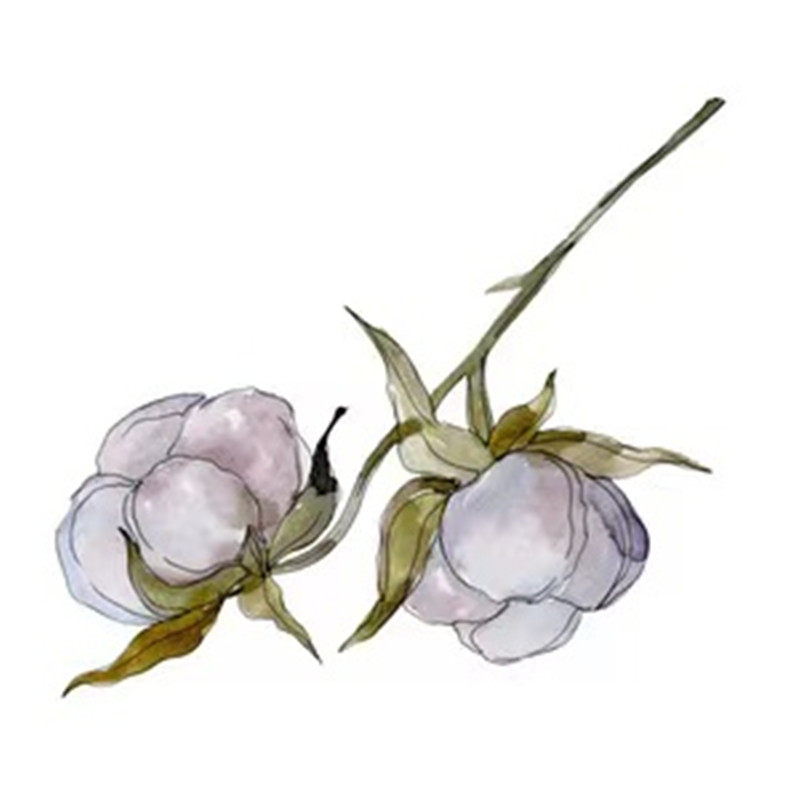 野棉花苗秋牡丹银莲花盆栽药用