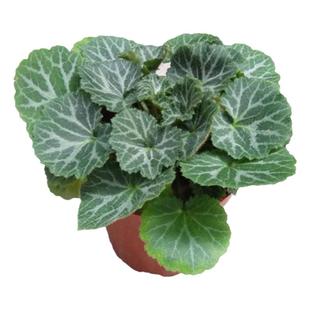 盆栽地被植物金线吊芙蓉虎耳草苗金丝荷叶假山造景水培绿植金钱姬