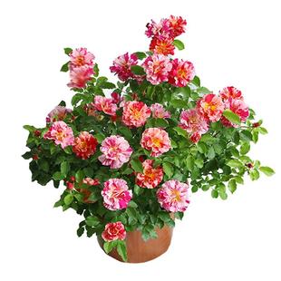 海蒂的花园 埃德加德加条纹月季抗病新手种植阳台庭院花卉盆栽苗