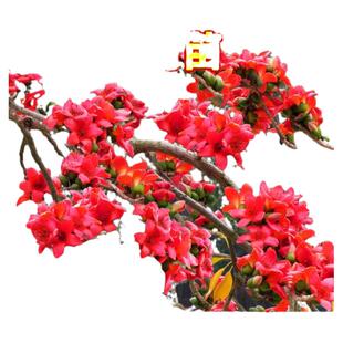 木棉花树苗红花美丽木棉庭院盆栽地栽四季风景树植物大腹老桩苗木