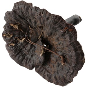 广西深山野生紫灵芝正品整枝林芝不苦黑芝片煮水泡酒非灵芝孢子粉