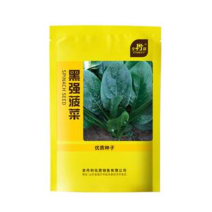 史丹利大叶菠菜种子四季易种菠菜籽种子抗病耐热耐寒越冬蔬菜种子