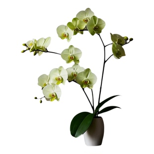 蝴蝶兰带花盆栽带花苞特大号高级花卉绿植兰花洋兰年宵花客厅卧室