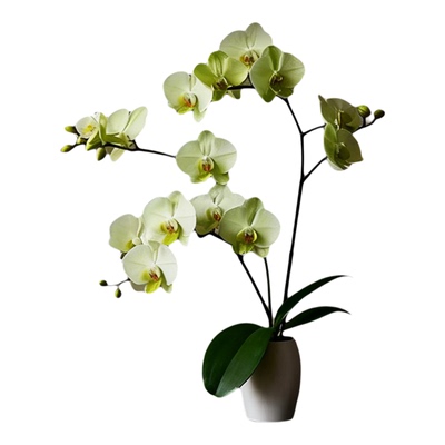 精品蝴蝶兰带花不活包赔