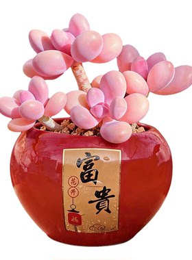 稀有进口桃蛋艾伦桌面摆件