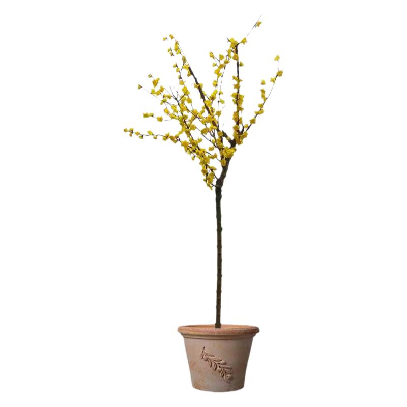 梅花树苗原生腊梅庭院绿化冬季开花浓香型花卉素心腊梅花耐寒地栽