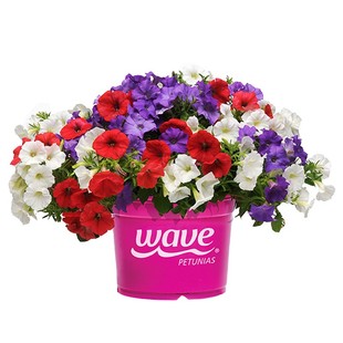 垂吊矮牵牛花苗小苗种子籽苗阳台窗台庭院室内外盆栽易种