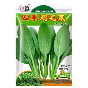 阳台四季鸡毛菜种子盆栽小白菜种籽油菜青菜蔬菜种孑上海青菜籽子