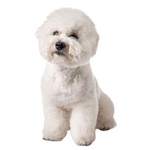 比熊鉴定宠物狗鉴定品相品种鉴定狗品种狗鉴定小体比熊估价鉴别狗