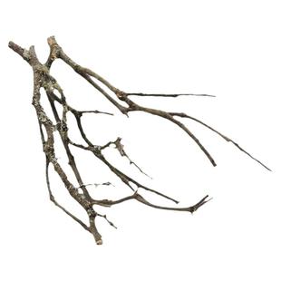 原生缸造景黄梨枝沉木装饰南美缸鹿角枝素材一物一拍鱼缸倒挂树枝