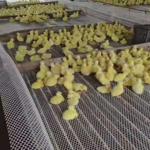 5米鸡鸭鹅用漏粪板网板禽用塑料鸡舍接粪板鱼虾养羊设备鸡舍养殖