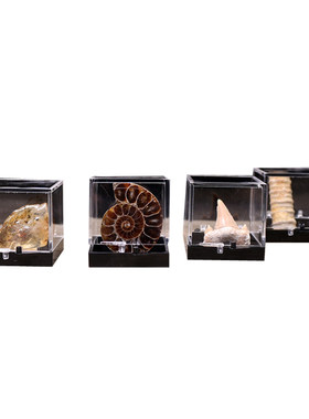 天然古生物化石摆件石头教学标本