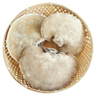 长白山野生白灵芝白边桦剥孔菌五色灵芝主肺单品白玉灵芝产地250g