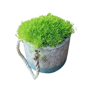 爱尔兰珍珠草籽地被植物矮生草坪 网红草爱尔兰苔藓草皮庭院耐寒