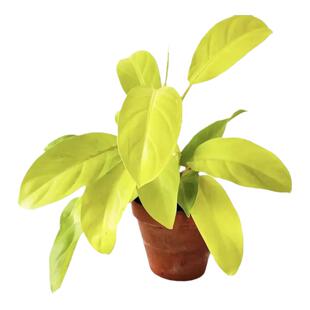 金锄蔓绿绒 进口黄金蔓绿绒 philodendron malay gold 耐阴盆栽