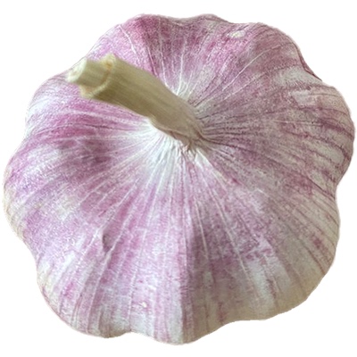 3斤干蒜种子批发|超3000次加购