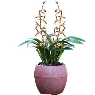 兰花苗国宝级墨兰达摩开花浓香型室内阳台好养花卉基地绿植物盆栽