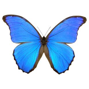 国外未展翅原蝶大蓝闪蝶天堂凤蝶玫瑰绡眼蝶DIY蝴蝶标本手工材料