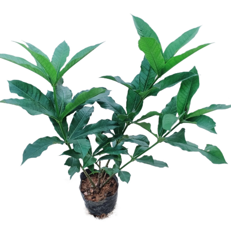 四季庭院好养耐晒围栏植物花卉