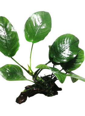 水榕沉木活体懒人水草直接沉底