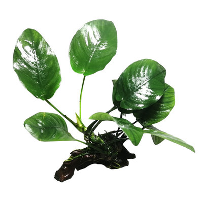 水榕沉木活体懒人水草直接沉底