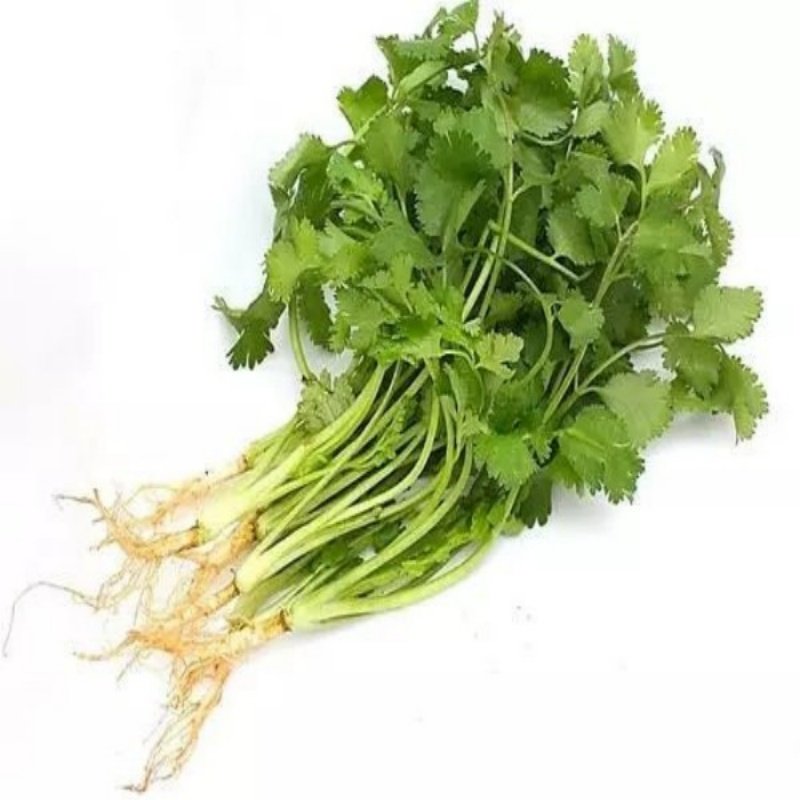 四季香菜籽种苗秋冬香菜盆栽大小叶芫荽种子阳台老品种香草菜新种