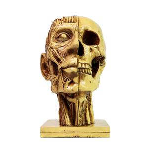 【树脂头骨模型】颅骨肌肉胸像牛头羊头 美术素描人体模型静物 人物骷髅头 树脂头骨 男女 骨骼 肌肉解剖结构