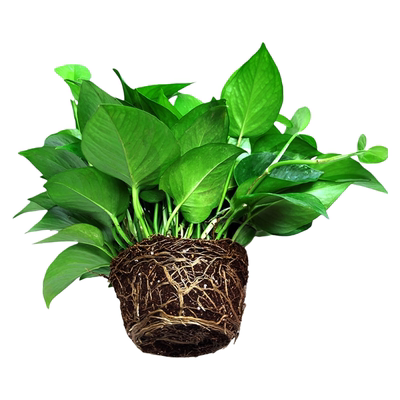 不含盆带土绿萝净化空气