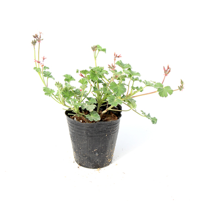 芳香天竺葵盆栽天然驱蚊植物