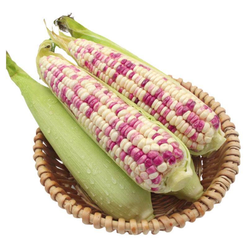 新鲜花糯玉米10斤现摘