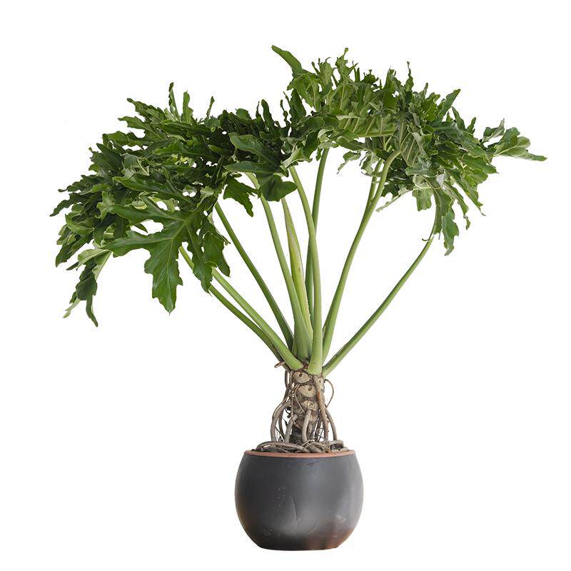 龙鳞春羽绿植老桩室内盆栽