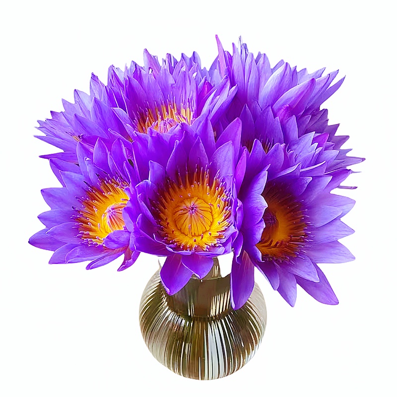 紫色睡莲鲜花云南基地直发鲜切花花束荷花莲花水培植物带花苞插花