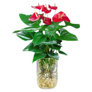 水培红掌盆栽带花鸿运当头一帆风顺室内桌面鲜花绿植四季好养植物