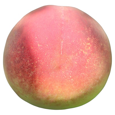 【紫金玉脆桃树苗】硬肉脆桃7月白肉sh硬脆甜不软毛水蜜桃子树苗