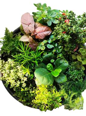 苔藓植物水陆缸材料绿植树苗