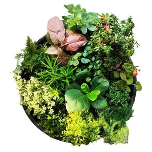 苔藓微景观室内桌面盆栽植物创意diy材料水陆缸迷你绿植小树带盆