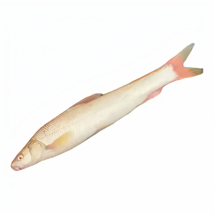 淡水红眼银雪鱼苗养殖食用赤目大鳞肥鱼观赏鱼苗包活到家银鳕鱼苗