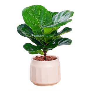 大叶琴叶榕绿植大盆栽老桩客厅植物吸甲醛网红北欧小棒棒糖耐阴