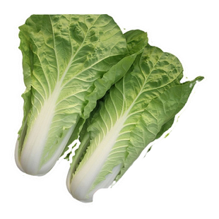 奶油快菜种籽种子紫小白菜四季耐寒速生阳台盆栽蔬菜种籽孑子大全