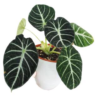 忍者海芋黑天鹅天鹅绒绿天鹅室内ins网红绿植北欧风剑叶好养盆栽