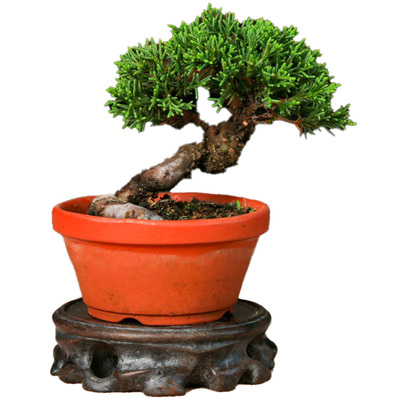 济州真柏迷你小盆景掌中宝盆栽