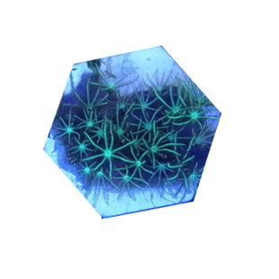 人工日本草皮 海水草皮珊瑚海水鱼缸活体珊瑚闯缸生物小丑鱼快递