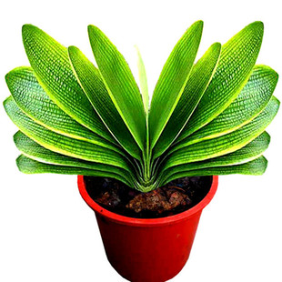 长春匠鑫精品君子兰 宽叶圆头坑纹麻脸天赐黄油短和尚花脸小苗