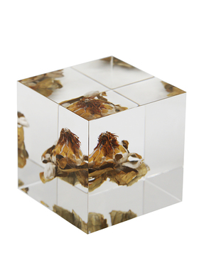 流晶 蒲公英植物立方体方块标本矿石非树脂样板间INS风格桌面摆件