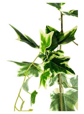 春季自然绿植爬藤蔓绿叶