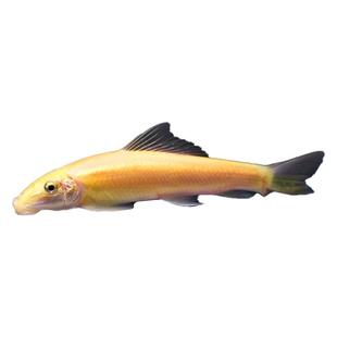 金苔鼠鱼清道夫吃鱼缸青苔垃圾除藻清洁工具鱼活体热带小型淡水鱼